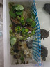 疯狂水草（FKSC）浮萍鱼缸水草水培植物一叶莲水芙蓉养龟鱼池造景直接入缸水上烟花 【小缸点缀】鱼缸造景套餐 实拍图