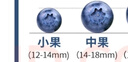 京鲜生 国产蓝莓 4盒 14mm+装125g/盒 生鲜水果 源头直发 包邮 实拍图