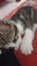 欢宠网猫玩具猫咪逗猫棒猫薄荷磨牙棒自嗨解闷神器磨牙猫猫小猫幼猫宠物 实拍图