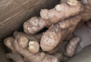 云南小黄姜新鲜生姜子自营生鲜姜月子姜超市蔬菜调料姜 净重 1500g 实拍图