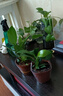 新大叶金钻绿公主盆栽植物除甲醛绿植办公室四季常青室内客厅摆放 【拍一发二】金钻+基地原盆 含盆高度15-20厘米 实拍图