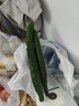 长黄瓜约600g 实拍图