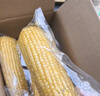 京鲜生 东北黄糯玉米250g*10棒 新鲜甜糯玉米棒真空包装粘玉米 源头直发 实拍图