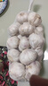 山东金乡蒜大蒜出口标准精选大蒜头蔬菜调料单果5cm 出口标准网兜装箱 925g 5-5.5cm特大 实拍图