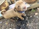 憨憨乐园狗项圈小型犬泰迪金毛宠物狗狗颈圈中小型犬脖圈脖套用品S号 实拍图