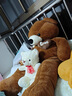 乐怡萱毛绒玩具泰迪熊大熊猫公仔布娃娃熊玩偶抱抱枕熊送女友情人节礼物 深棕色LOVE 1.2米（+玫瑰花） 实拍图