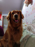 顽皮（Wanpy）果饭儿双拼犬粮添加鸡肉冻干拉布拉多比格宠物食品成犬幼犬专用 【升级款】鸡肉+三文鱼口味-10kg 实拍图