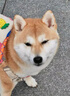皇家皇家狗粮 成犬狗粮 犬粮 通用犬型 CC 通用粮 ≥12月 8KG 实拍图