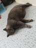 逸诺（enoug）SOS猫咪沐浴露宠物香波清洁滋润除臭除蚤净螨香波280ml 实拍图