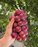 教蔬鲜生【顺丰直达】现摘无籽蓝宝石新鲜葡萄金手指黑美人拇指黑提子 1斤净重单果【10mm-15mm】 实拍图
