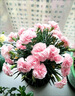 京悠雨康乃馨盆栽花苗带花苞百合花鲜花卉室内阳台绿植物四季开花母亲花 【含盆】精品黄色康乃馨(加仑盆) 晒单实拍图