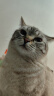 普安特宠物猫咪洗耳液耳螨狗狗滴耳液猫耳朵清洁耳垢臭痒漂护理液尔加分 实拍图