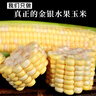 中鲜生云南水果玉米 新鲜甜玉米 现摘玉米棒 生鲜蔬菜可生吃火锅食材 9斤 【净重】约10-13根 实拍图