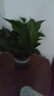 双盟绿萝盆栽除甲醛花卉绿植办公室新房净化空气180加仑2盆装源头直发 实拍图