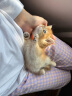 涴喵 纯种宠物猫咪活体金银渐层幼猫全程辅助养猫签订合同双重保障 宠物级 金渐层猫 实拍图