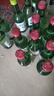 真洛韩式露酒烧酒果味清酒低度微醺青葡萄味 1瓶草莓味烧酒360ml 实拍图
