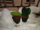 行湘一片心仙人掌多肉植物钱串子多肉盆栽  一片心+素陶盆 源头直发 实拍图