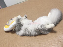 华元宠具（hoopet）猫咪伊丽莎白圈幼猫项圈宠物狗狗圈颈圈脖圈头套犬耻辱圈防舔头罩 实拍图