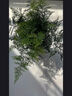 开时果 文竹盆栽桌面摆件盆景 办公室植物竹子水培绿植盆景源头直发包邮 舍得紫砂盆+苔藓+底托 实拍图
