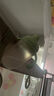 爱咔威（igroway）硅胶吸嘴杯IKV婴幼儿水杯吸管杯9个月大宝宝开学学饮杯 240ml 绿 实拍图