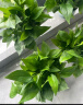 双盟绿萝盆栽除甲醛花卉绿植办公室新房净化空气180加仑4盆装源头直发 实拍图