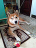 皇家狗粮 成犬狗粮 犬粮 通用犬型 CC 通用粮 ≥12月 8KG 实拍图