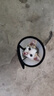 欢宠网伊丽莎白圈猫宠物狗猫咪狗狗绝育软项圈头套脖套防舔防咬脖圈耻辱 实拍图