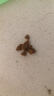 皇家狗粮 幼犬狗粮 宠物 小型犬 MIJ31 全价犬粮 2-10月 2KG 实拍图
