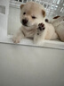 爱丽思（IRIS）狗围栏宠物狗栅栏室内隔离门折叠可拆卸狗笼子大型犬中小型犬护栏 有门6片装 白色 M-中型 实拍图