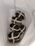 【活蟹】漁家师傅大闸蟹2-2.3两6只去绳足重鲜活螃蟹六月黄现货生鲜水产礼盒源头直发 实拍图