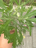 米家小米米家智能鱼缸滤芯 多层复合过滤 物理+生化过滤 实拍图