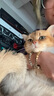 小佩针梳脱毛梳狗毛猫毛清洁器狗毛刷宠物清洁器 白色 实拍图