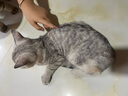 亿迪 猫粮幼猫1-4月12月全价奶糕蓝猫英短美短小猫专用离乳期3斤 实拍图