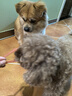 耐威克宠物狗狗零食 成犬幼犬训狗奖励柔软鸡肉干鸡丝条小狗零食 实拍图