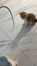自带干粮的猫逗猫棒老鼠尾巴橡硅胶长杆仿真宠物幼猫咪逗猫棒小猫自嗨解闷玩具 实拍图