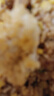 上鲜 香脆小鸡排 2斤 鸡胸肉鸡扒油炸鸡排炸鸡空气炸锅食材 清真食品 实拍图