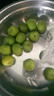 现摘现发四川青脆李新鲜李子生鲜水果孕妇可食 单果 10g+ 带箱1斤 实拍图