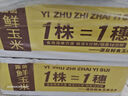 傲货白糯玉米棒10支真空包装新鲜甜粘黏非转基因生鲜火锅食材 实拍图
