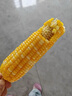 陆路雪新鲜速冻粘黄白玉米东北特产黏糯玉米甜糯玉米嫩糯粗粮早餐黏软香 1300g 实拍图