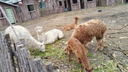 麦富迪 【双11预售】乖宝乐牛肉蛋黄成犬狗粮中大型小型犬通用20kg/40斤 实拍图