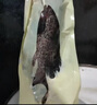 渔传播海南冰鲜三去龙趸石斑鱼 净含量450-500g/条鱼类 源头直发 包邮 实拍图