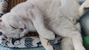 愛肯拿（ACANA）猫粮 牧场盛宴成猫幼猫粮 高蛋白无谷进口鸡肉粮5.4kg 效期26/4 实拍图