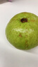 奶油白心红心芭乐 新鲜软糯低卡低热量轻食首先水果 5斤净重（白心）单果100g起 实拍图