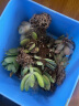 百潮盛多肉植物 小盆栽批发 豪华套装多肉组合桃蛋玉露绿植花卉园艺 【随机】12颗植物不重复 选项文字有标注 实拍图