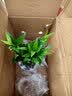 京云梦绣球花苗植物好养四季盆栽花卉室内客厅阳台品种庭院2颗源头直发 实拍图