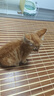 萌宠兄弟猫咪狗狗沐浴露泰迪比熊去跳蚤驱虫止痒浴液宠物除菌除螨洗澡香波 实拍图