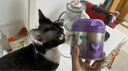 卫仕猫用A2全护配方羊奶粉200g小猫宠物新生猫羊奶粉帮助成长羊奶粉 实拍图