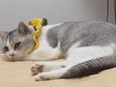 华元宠具（hoopet）猫咪衣服防掉毛蓝猫宠物布偶英短美短秋冬薄款冬季保暖可爱四脚衣 【薄绒款】俏皮猫咪背带裤黄色 M-（建议6-10斤） 实拍图