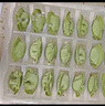 三全儿童水饺组合 虾仁玉米+三文鱼嫩青菜300g*2盒84只 速冻儿童早餐 实拍图
