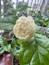 绿之妙圆叶正宗虎头茉莉花盆栽室内浓香花卉重瓣老桩带花苞四季开花植物 虎头茉莉4年苗 不含盆 实拍图